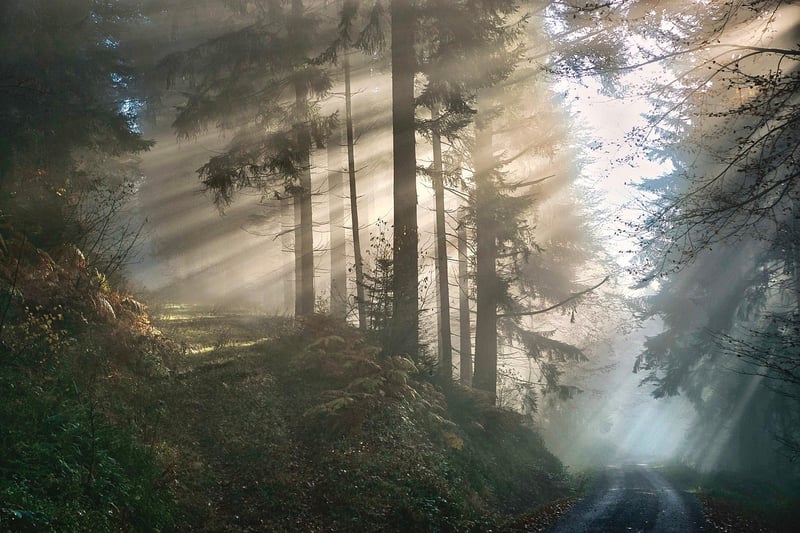 Mystical Forest Accessories
