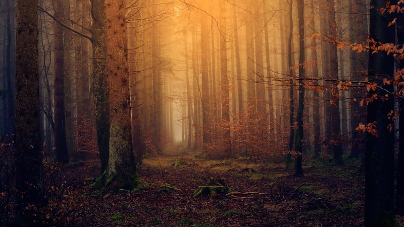Enchanted forest